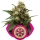 Ice / FEM / Royal Queen Seeds