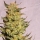 Indica Cream (Kreamy Karamel) / FEM / Kannabia Seeds