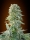 Jack Herer / AUTOFEM / Advanced Seeds
