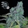 Jack Herer Fast / FEM / Seedsman