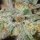 Jack Straw / REG / Homegrown Natural Wonders