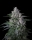 Karels Haze / REG / Super Sativa Seed Club