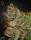 Kings Kush / FEM / Greenhouse Seed Co.