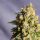 Kiss (Big Northern) / FEM / Kannabia Seeds