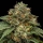 Kroma / FEM / Ripper Seeds
