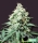 Kush Bomb / FEM / Bomb Seeds