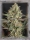 Kush Mass / FEM / Garden Of Green