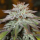 L.A. Vanilla Cake / AUTOFEM / Silent Seeds