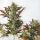 Larrys Lemon OG / FEM / Garden Of Green