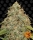 Lemon Potion CBD / AUTOFEM / Barneys Farm Seeds