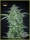 Llimonet Haze CBD / AUTOFEM / Elite Seeds