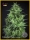 Llimonet Haze Ultra CBD / FEM / Elite Seeds