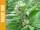 Magic Bud / FEM / Paradise Seeds