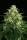 Mango Cream / FEM / Exotic Seeds