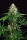 Mango Cream / FEM / Exotic Seeds