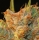 MK-Ultra Kush x Bubble / FEM / T.H. Seeds