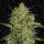 Nebula I:I CBD / FEM / Paradise Seeds