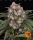 OG Kush / AUTOFEM / Barneys Farm Seeds