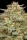 Orange Creampop / Fem / Humboldt Seed Company