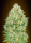 Pineapple Glue / FEM / Advanced Seeds