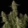 Pineapple OG / AUTOFEM / Seedsman