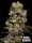 Pink Plant / FEM / Eva Seeds