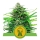 Pink Runtz / AUTOFEM / Royal Queen Seeds