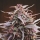 Purple Haze x Malawi / FEM / Ace Seeds