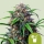 Purple Lemonade / AUTOFEM / Royal Queen Seeds