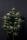 Purple Lemonade FF / FEM / FastBuds Seeds
