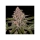 Radical Juice / FEM / Ripper Seeds