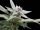 Royal Bluematic / AUTOFEM / Royal Queen Seeds