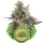 Royal Bluematic / AUTOFEM / Royal Queen Seeds