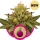 Royal Domina / FEM / Royal Queen Seeds