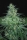 S. African Kwazulu / FEM / World of Seeds