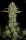 Serious Kush / FEM / Serious Seeds