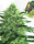 Sideral / FEM / Ripper Seeds