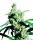 Silver Haze / FEM / Sensi Seeds