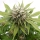 Silver Widow / FEM / Kannabia Seeds