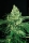 Sir Jack / FEM / Exotic Seeds