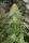 Some Sweet / FEM / Medical Seeds