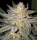 Sour Grape / REG / Lineage Genetics