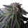 Special Queen #1 / FEM / Royal Queen Seeds