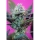 Speed + / AUTOFEM / Sweet Seeds