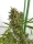 Strawberry Diesel / FEM / Lineage Genetics