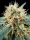 Stromboli / AUTOFEM / Paradise Seeds