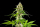 Sunset Sherbet / FEM / Kannabia Seeds