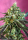 Sweet Nurse CBD / AUTOFEM / Sweet Seeds