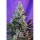Sweet Skunk / AUTOFEM / Sweet Seeds