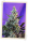 Sweet Skunk FAST Version / FEM / Sweet Seeds